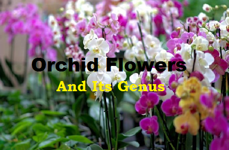 Orchid Flower Plants Image