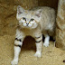 Nature The Sand Cat: Meet The Exclusive SAND CAT