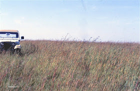big bluestem, Andropogon gerardii in a prairie preserve