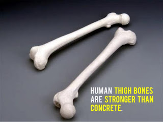 Facts-about-Human-body
