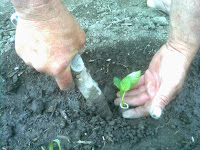 plantarea manuala a rasadurilor in 5 pasi