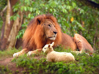 E morará o lobo com o cordeiro, e o leopardo com o cabrito se deitará, e o bezerro, e o filho de leão e o animal cevado andarão juntos, e um menino pequeno os guiará (Isaías 11:6)