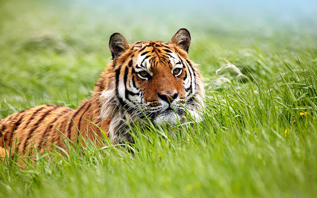 Amazing Siberian Tiger HD Wallpaper | Desktop Wallpaper