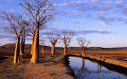 o2 Western Australia: No life without trees (australia boab trees on kimberley plateau)