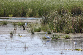 three egrets, Sunrise River pools