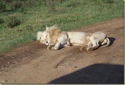 lions (10)