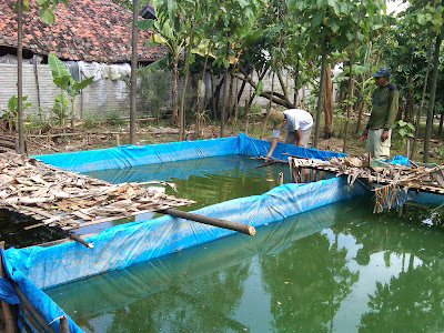 kelebihan dan kekurangan kolam tembok, kelebihan dan kekurangan kolam tanah, cara membuat kolam ikan terpal, cara membuat kolam terpal ikan nila, kelebihan dan kekurangan ikan lele, resensi budidaya ikan nila di kolam terpal, kelemahan ikan nila, kelebihan dan kekurangan ikan mas.