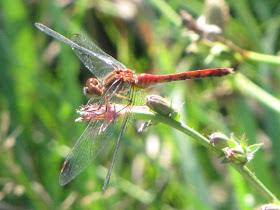 yellow-legged meadowhawk dragonfly