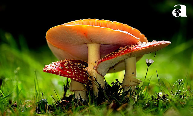 Mushroom Wallpapers