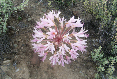 Ammocharis longifolia