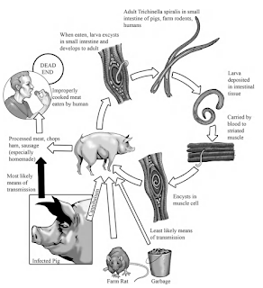 Trichinella Spiralis : Morfologi, Siklus Hidup,  Epidemiologi, Gejala infeksi, Diagnosis dan Pencegahan