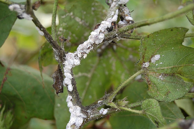 Mealybug