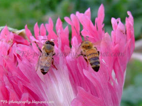 Honey Bee picture