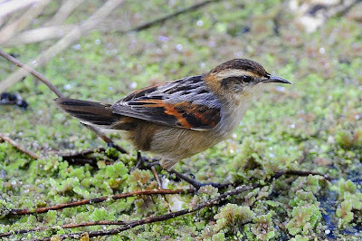 Wren like Rushbird