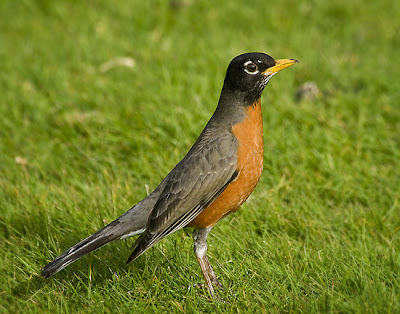 American Robin