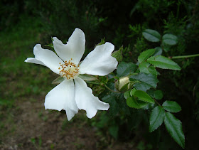 rosa canina