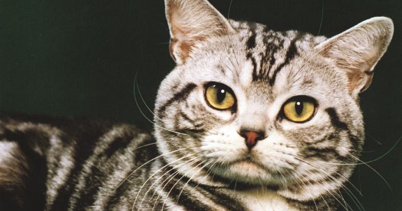 Gambar Kucing Lucu  Indonesiadalamtulisan Terbaru 2014