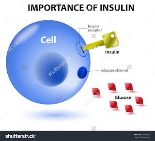 bagaimana insulin berfungsi