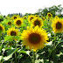  Why are flowers sunflower toward the sun? ||  সূর্যমুখী ফুল কেন সূর্যের দিকে মুখ করে থাকে ?