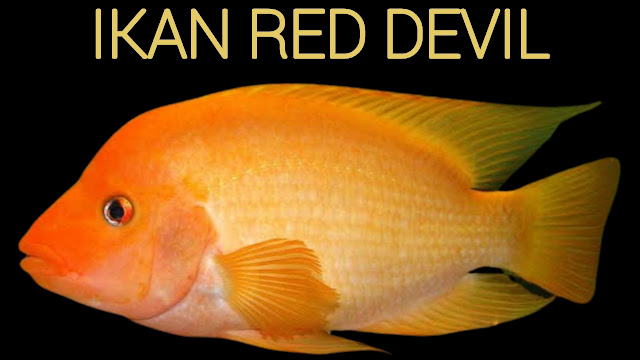Ikan Red Devil