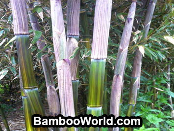 Bamboo In Canada4