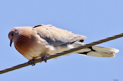 "Laughing Dove courtship display mating plumage"