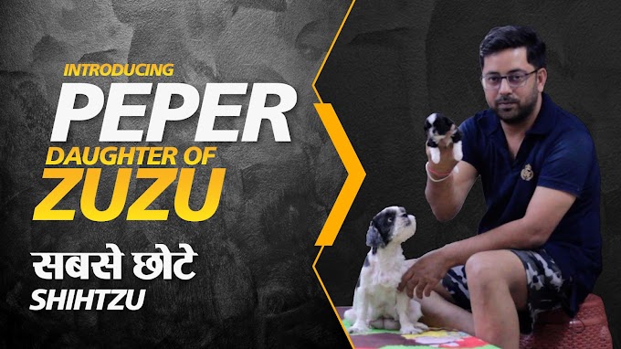 PEPER Daughter of ZUZU - A Shih tzu female