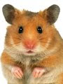 Hamster