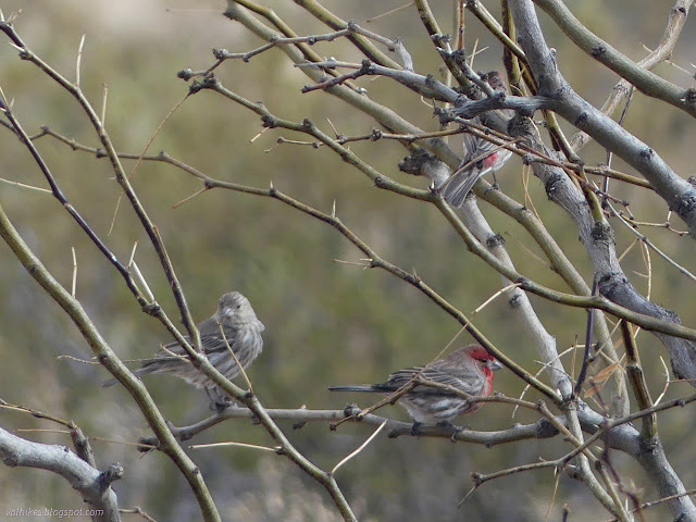 36: bird sprayed with red