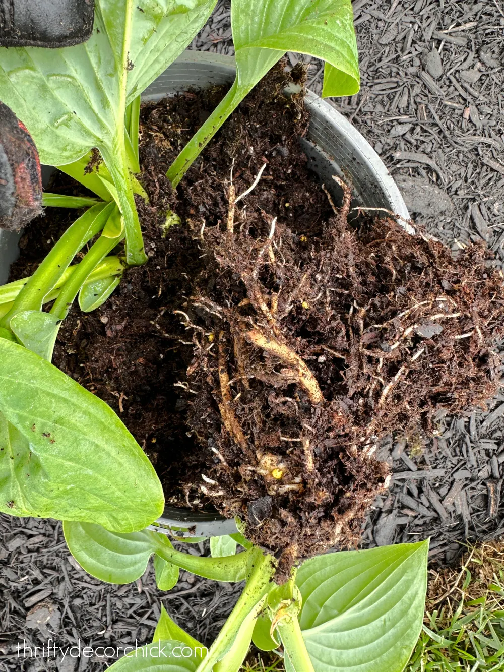 splitting new hostas