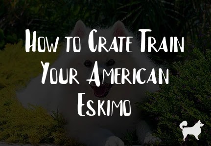 How to Crate Train Your American Eskimo