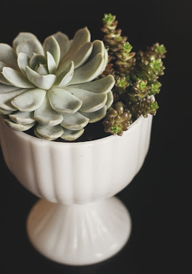 vase with succulents