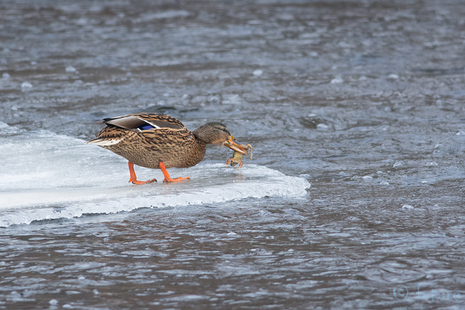 Sinikael-part, Anas platyrhynchos, Mallard, Greenhead, duck