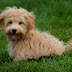  How to Adopt a Maltipoo   