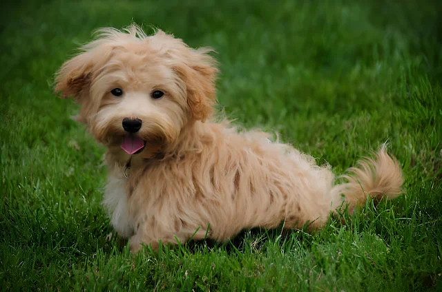 How to Adopt a Maltipoo