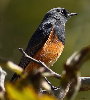 "Black Redstart - Phoenicurus ochruros,perched on a branch,showcasing its distinctive black and gray plumage with a red tail."