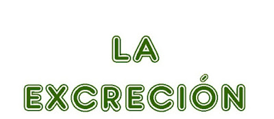 http://cplosangeles.juntaextremadura.net/web/quinto_curso/naturales_5/excrecion_5/excrecion_5.html