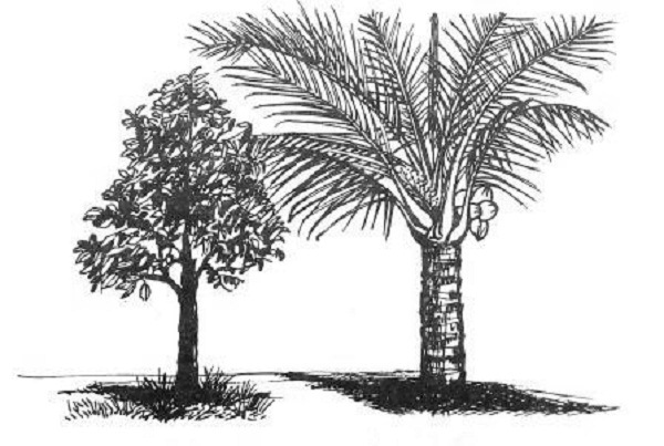 gambar ilustrasi tumbuhan
