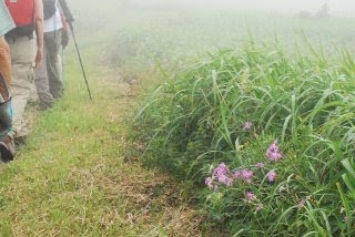 霧に包まれた三瓶山頂上をゆく写真