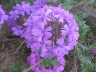 Rose Verbena