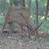 Falscher Hirsch