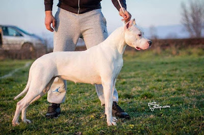 dogo argentino uk for sale