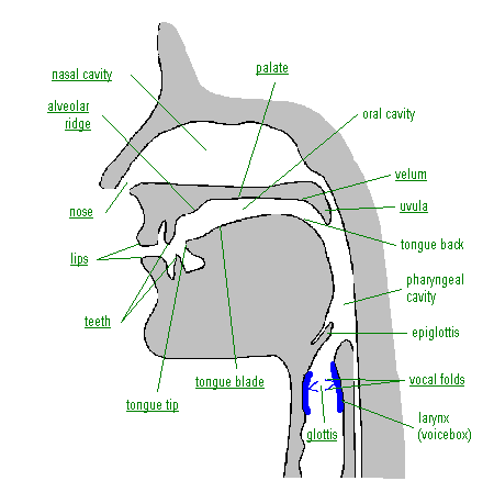 and other speech organs