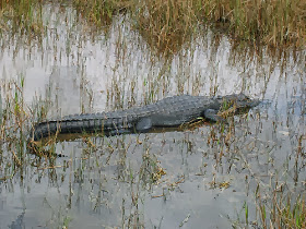 Alligator near Trail at Shark Valley, Everglades National Park