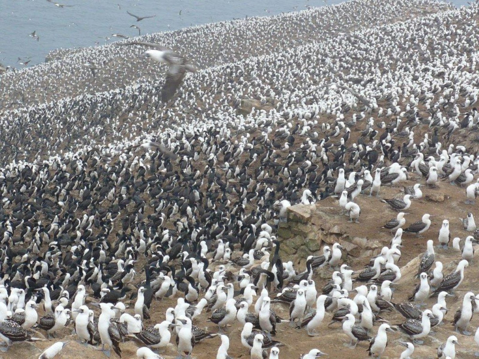 Los pájaros que provocaron una guerra. El guano y la Guerra del Pacífico.