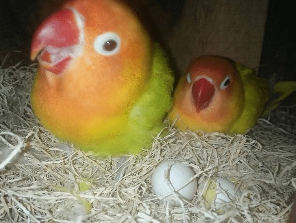 Berapa Hari Sekali Lovebird Bertelur