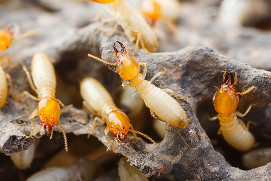 Termite Control Market