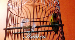 Racikan Pakan Lovebird Agar Ngekek Panjang Di Jamin Ampuh