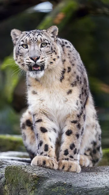 Papel de Parede Leopardo das Neves