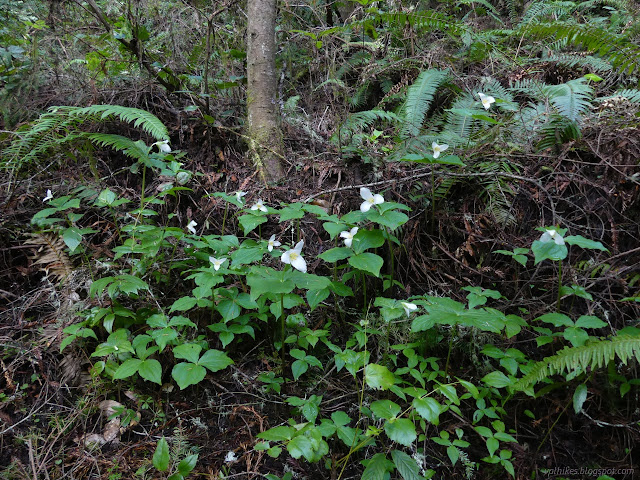 18: white flowers and lots of leaves